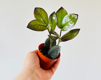 ZZ Oscura: Black Zamioculcas Zamiifolia Live Plant in 3” Pot