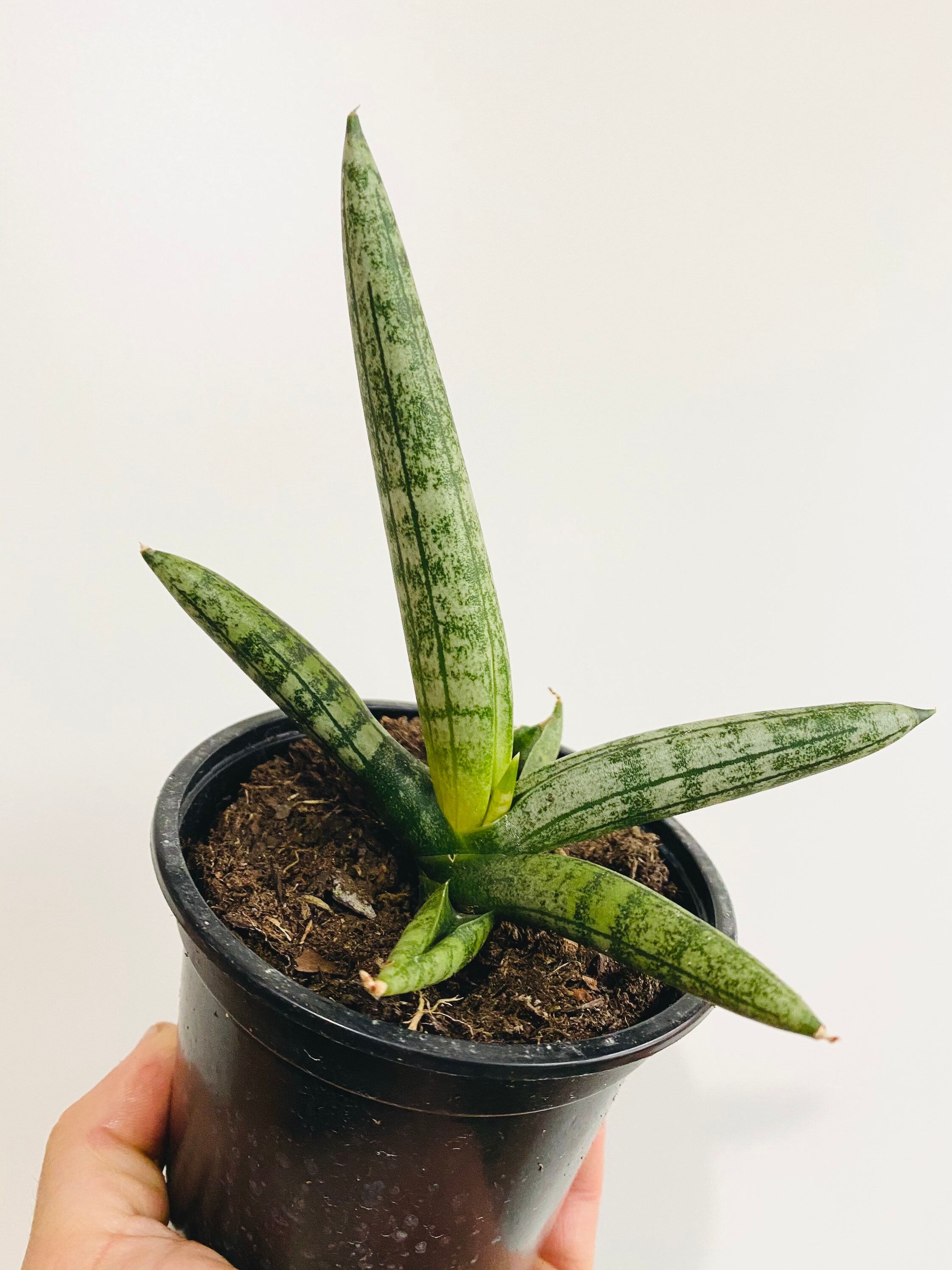 Sansevieria Starfish Cylindrical Snake Plant 4 Tropical Etsy Singapore