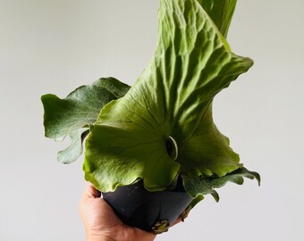 Elephant Fern - Platycerium elephantotis - Tropical Houseplant in 6” Pot