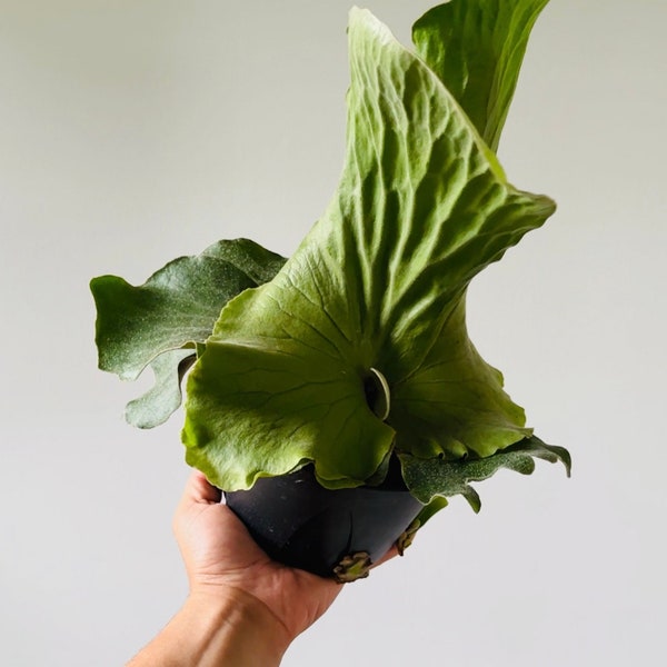 Elephant Fern - Platycerium elephantotis - Tropical Houseplant in 6” Pot