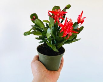 Spring Cactus - Red Flowers - Schlumbergera syn. Rhipsalidopsis Gaertneri -  Holiday Cactus - Live Plant in 4” Pot