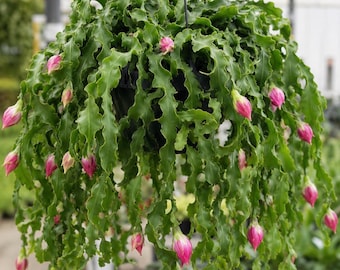 Monster Curly Cactus (Epiphyllum guatemalense f. monstrosa ‘Curly Sue’) - Pink Blooming Tropical Houseplant