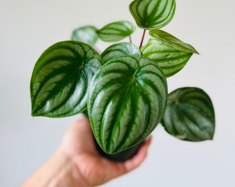 Watermelon Peperomia -Argyeia - Rare - Tropical Plant - Available in 4” Pots