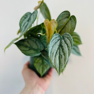 May include: A houseplant with silver and green leaves in a green pot. The plant is being held by a hand.