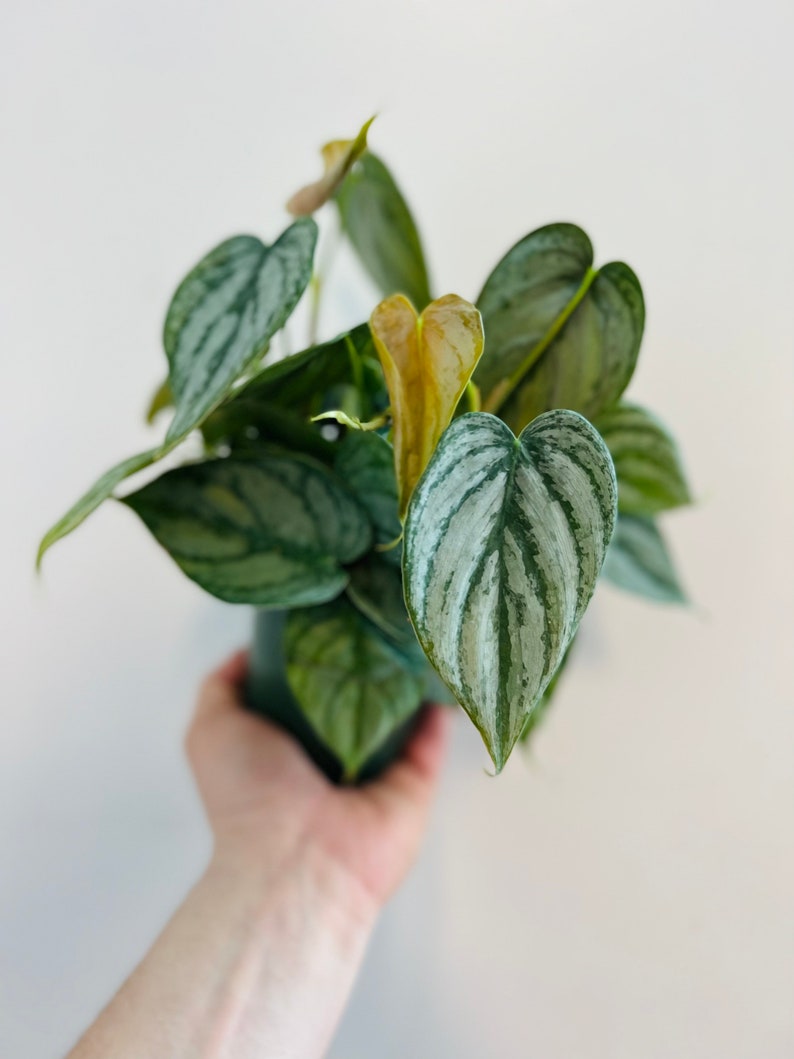May include: A houseplant with silver and green leaves in a green pot. The plant is being held by a hand.