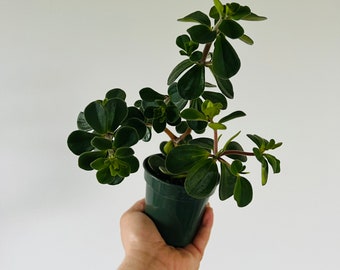 Peperomia Belly Buttons - Verticillata Rubber Plant - Easy Plants - Beginner Plant - Live Houseplant in 4” Pots