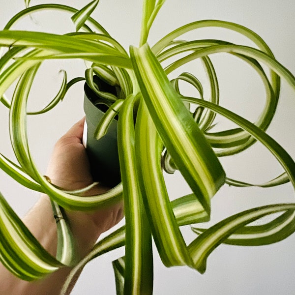 Curly Spider Plant - Bonnie Spider - Chlorophytum comosum Bonnie - Live Plant in 4” Pot