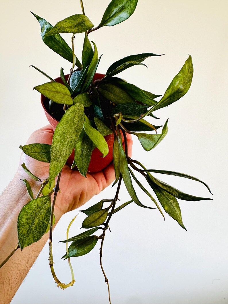 Hoya Lacunosa Royal Flush Purple Hoya Tropical Wax Plant Live