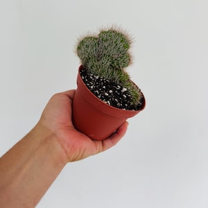 May include: A small cactus in a terracotta-colored pot. The cactus has a green, textured surface with visible spines. The pot is filled with soil and small white pebbles. The plant is held in a person's hand against a white background.