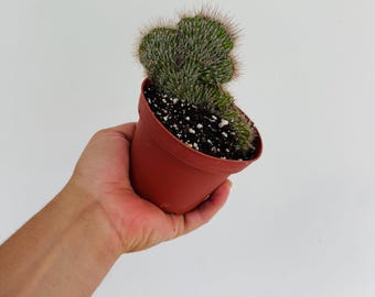 Crested Teddy Bear Cactus: Rare Easy-Care Houseplant in 4" Pot