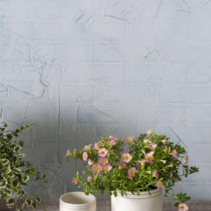 May include: A white ceramic planter with a pink flowering plant and a matching small cup. The planter and cup have a decorative design. The background is a light blue textured wall.