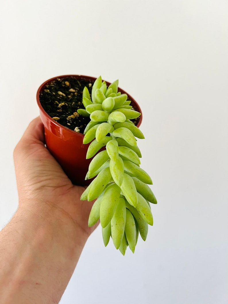 BrumleyandBloom Donkey Tail Sedum Morganianum - Thumbnail 2