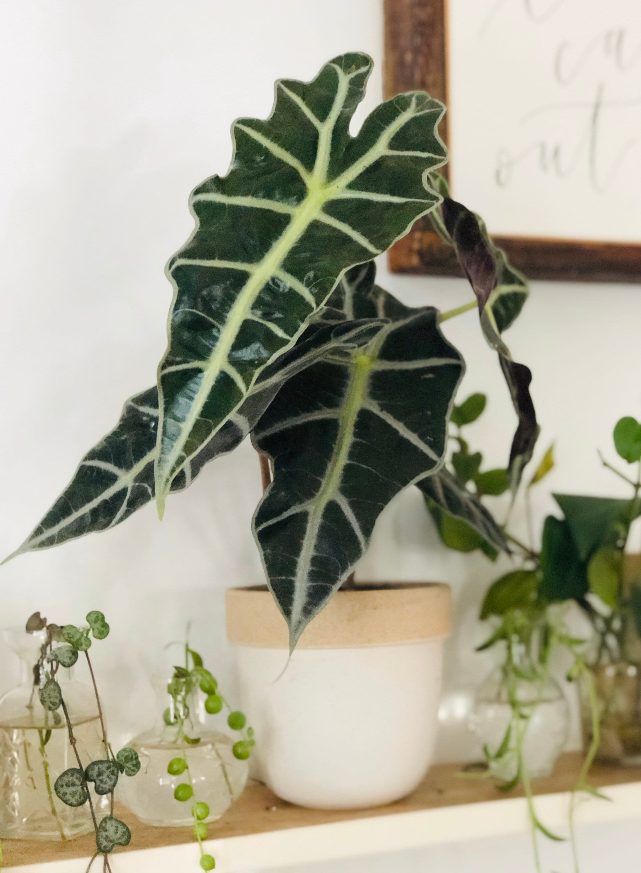 The African Mask Plant - Alocasia Amazonica Polly - 4" Houseplant