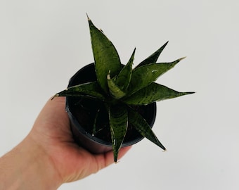 Sansevieria Manee Tower - Spiky Snake Plants - Live Houseplant in 4” Pot