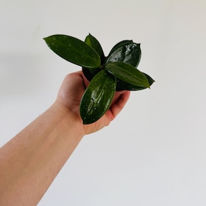 Hoya Vangviengensis- Pubescent Hoya - Clear Sap Variety - Live Plant in 3” Pot