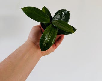 Hoya vangviengiensis – Unsolicited Plant Talks