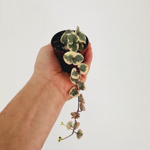 May include: A small potted plant with variegated heart-shaped leaves. The plant is trailing down from the pot, which is being held in a hand.