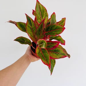ivy hanging plant indoor 4-Pack Green Pothos Artificial Ivy Vine Hanging Plants, 3Ft Fake Foliage Silk Leaves Garland main image 1