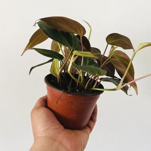 May include: A potted houseplant with dark green and brown leaves. The plant is in a small, brown plastic pot. The leaves have a glossy texture and are arranged in a dense cluster. The stems are a reddish-pink color.