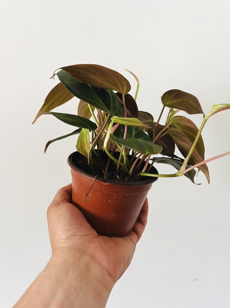 May include: A potted houseplant with dark green and brown leaves. The plant is in a small, brown plastic pot. The leaves have a glossy texture and are arranged in a dense cluster. The stems are a reddish-pink color.