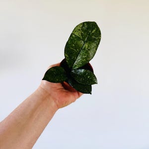 Hoya Crassipetiolata Splash - New Hoya Sport Variety - Live Plant in 3” Pot
