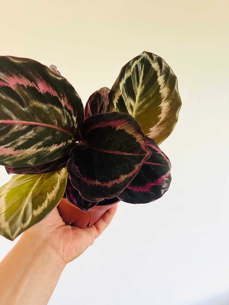Buy Calathea Black Sun Black Plants Large Growth Calathea Gothic Decor