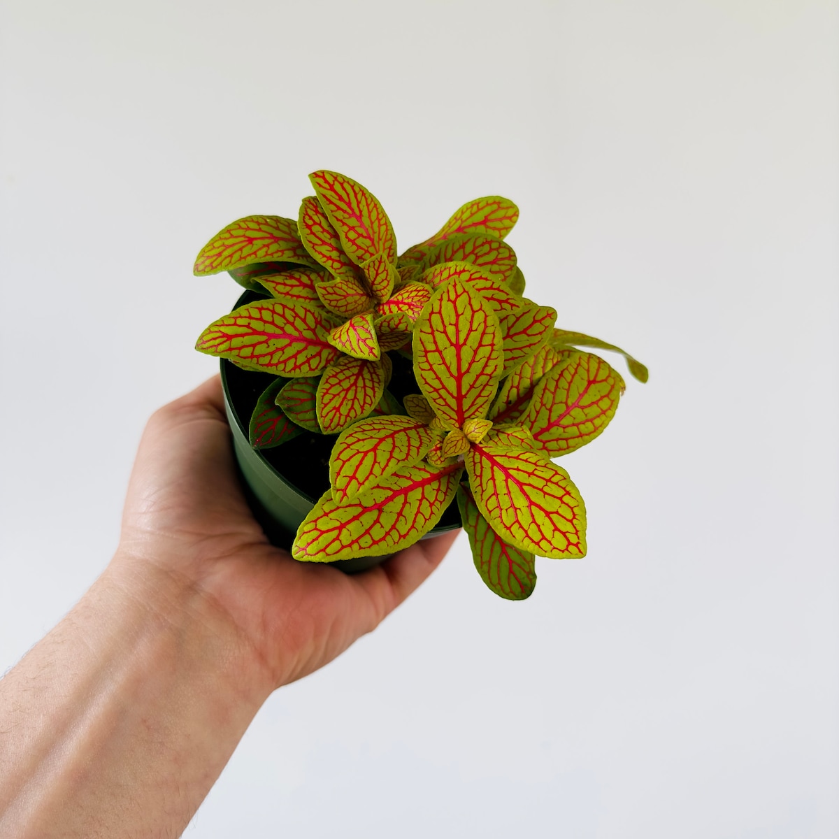 Fittonia sp. Yellow Skeleton - Nerve Plant - Easy Plants - Beginner Collector Plant - Live Houseplant in 4” Pot