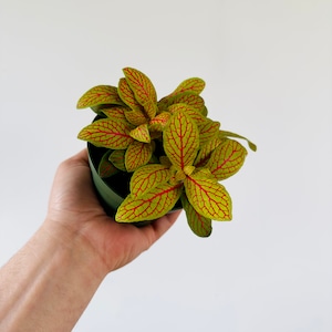 May include: A small potted plant with vibrant green leaves featuring a striking red veined pattern. The plant is held in a dark green pot, showcasing the intricate details of the foliage. The plant is a Fittonia, also known as a nerve plant.