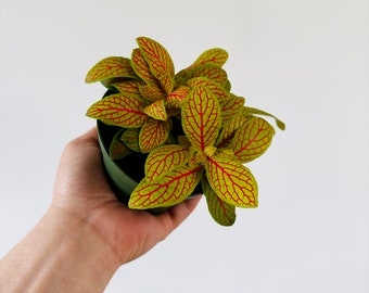 Fittonia sp. Yellow Skeleton - Nerve Plant - Easy Plants - Beginner Collector Plant - Live Houseplant in 4” Pot