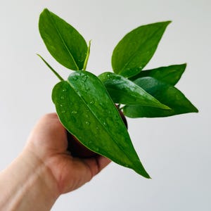 May include: A close-up of a small potted plant with vibrant green leaves. The leaves are elongated and have a glossy texture, with visible water droplets. The plant is set against a plain white background.