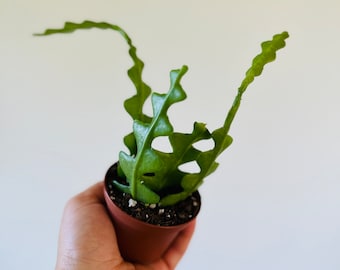Fishbone Cactus -  Epiphyllum anguliger - Tropical Cactus - Live Plant in 3” Pot