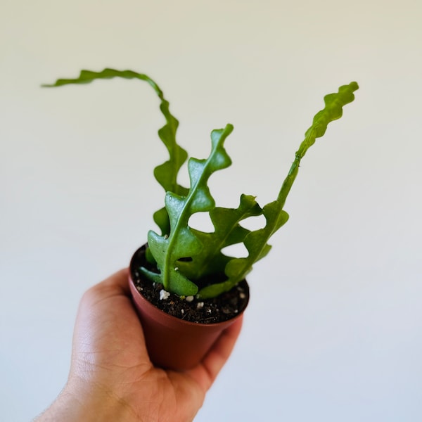 Fishbone Cactus -  Epiphyllum anguliger - Tropical Cactus - Live Plant in 3” Pot