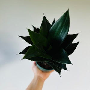 Black Jade Snake Plant  Sansevieria, Easy Houseplant - Etsy