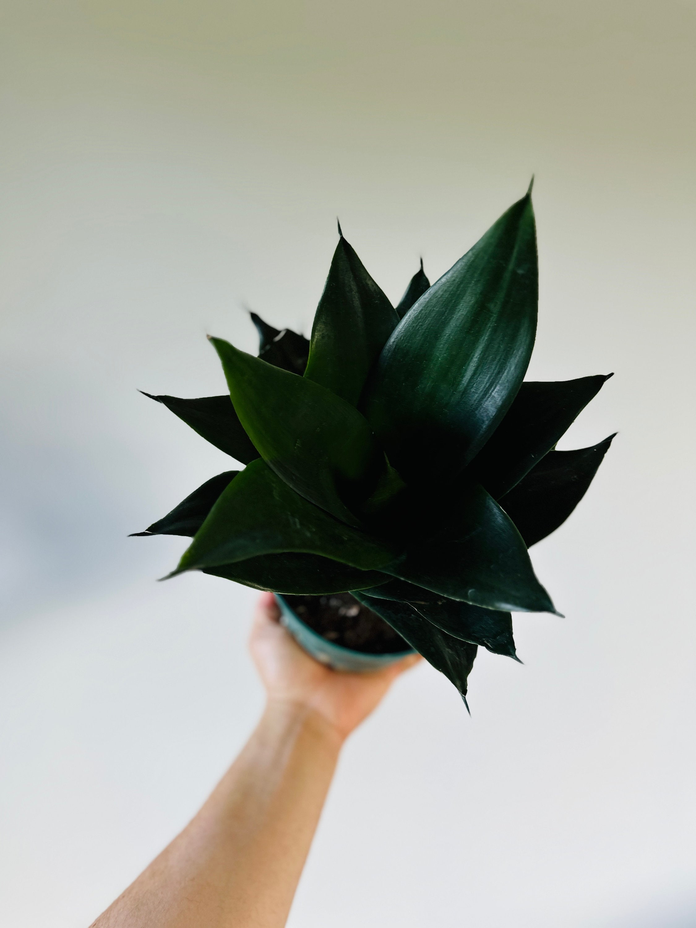 Black Jade Snake Plant  Sansevieria, Easy Houseplant - Etsy
