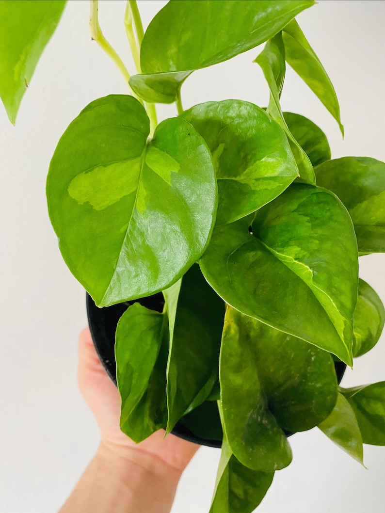 BrumleyandBloom Pothos - Thumbnail 2
