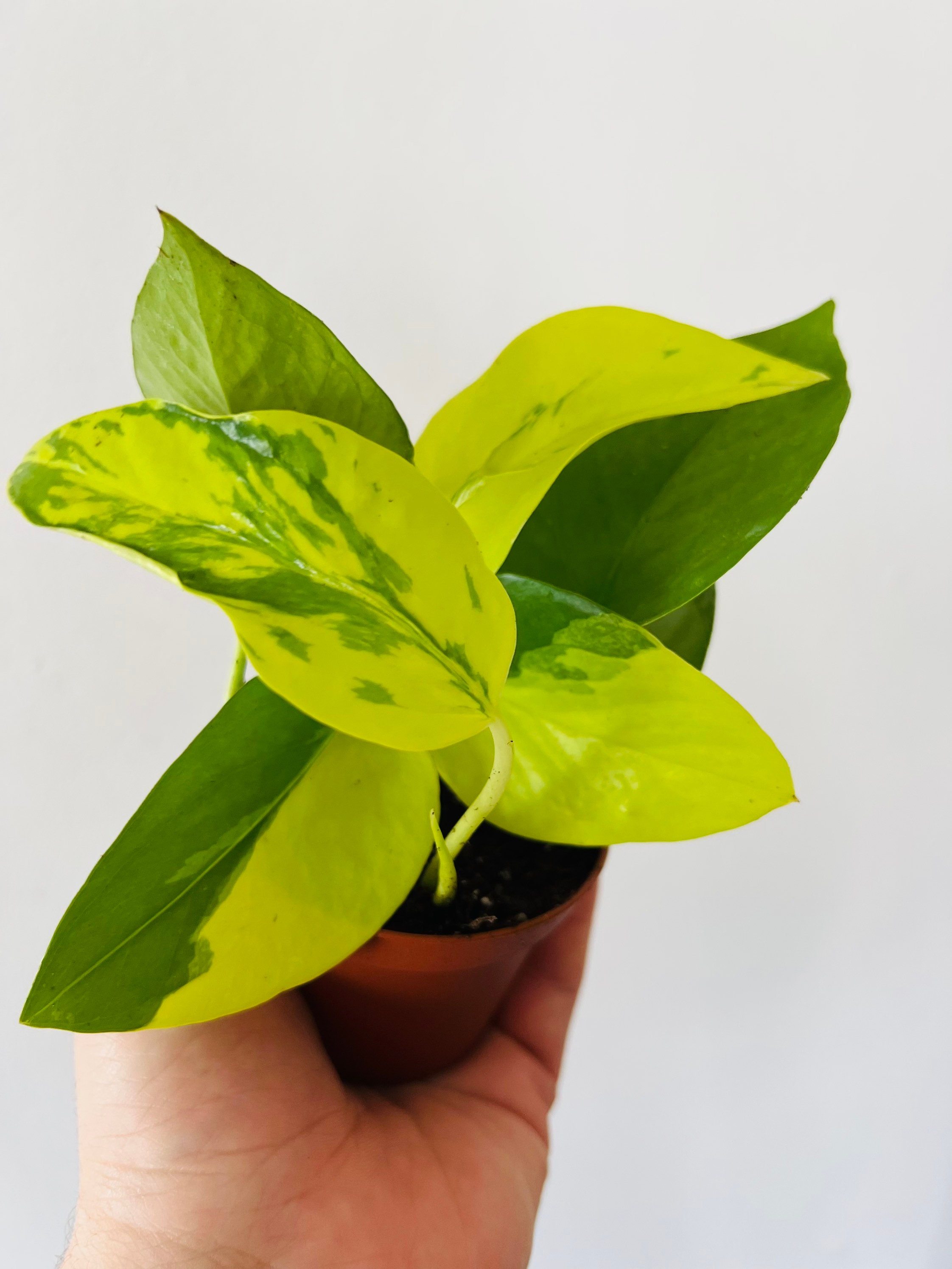 Variegated Neon Pothos - Epipremnum Pinnatum - Easy Plant - Live Plant in  3 Pot - Plant B5 - Etsy