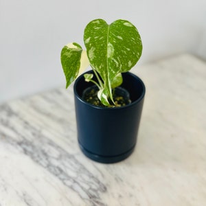 May include: A small variegated Monstera plant with heart-shaped green leaves featuring white speckled patterns, potted in a solid matte navy blue cylindrical container with a matching saucer base.