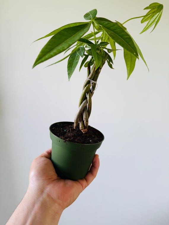 buy pineapple plant Medium Pineapple Plant main image 0