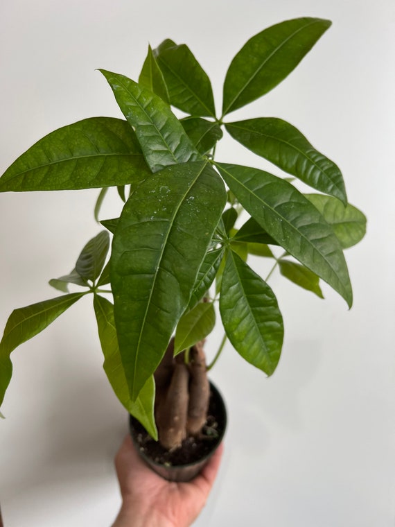 Twisted Money Tree - Pachira - 3" Pot - Trending