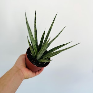 May include: A potted snake plant, also known as Sansevieria, with long, upright, green leaves with light green and gray markings. The plant is in a small, brown plastic pot. The background is a plain white wall.