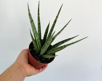 Sansevieria Mikado Icicle - Silver Mikado - Easy Plants - Best Plants For Beginners - Live Houseplant in 4” Pot