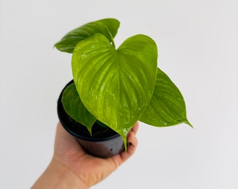 Philodendron Fibraecataphyllum - Ruffled Aroids - Rare Plant - Live Plant in 4” Pot