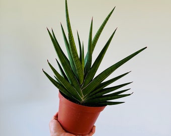 Sansevieria Giga Spiky  - Razor Back Plant - Very Large - Over 1 Foot Tall - Live Plant in 6” Pot