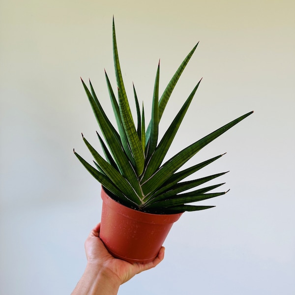 Sansevieria Giga Spiky  - Razor Back Plant - Very Large - Over 1 Foot Tall - Live Plant in 6” Pot