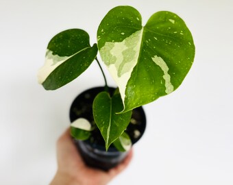 Monstera Thai Constellation  - Live Houseplant in 4” Pot