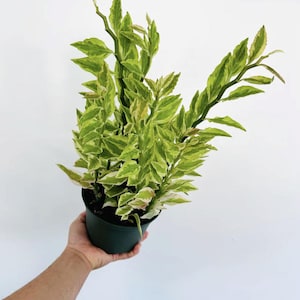 May include: A potted plant with green and white variegated leaves. The plant is in a dark green pot and held by a person's hand. The leaves have a vibrant, fresh appearance, with a mix of light and dark green hues.