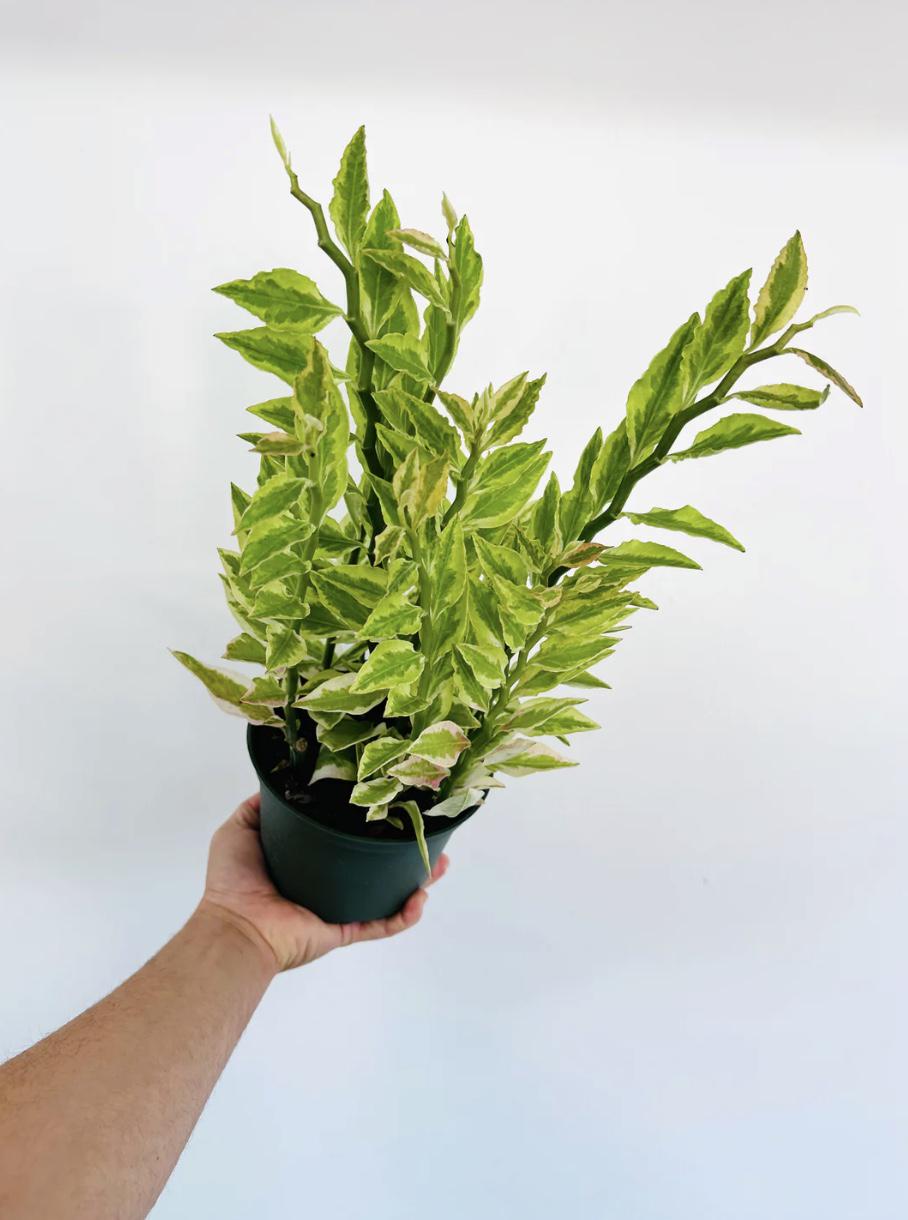 fern house plants Baby Pteris Fern Mix (12 Plants/ 4 Varieties) 6cm Pot House Plants – Plants  For All Seasons main image 1