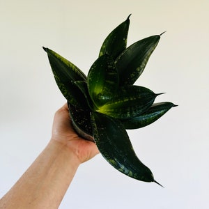 May include: A potted snake plant with dark green, lance-shaped leaves. The leaves have a mottled pattern of lighter green and yellow. The plant is in a small, clear plastic pot. The background is plain white.