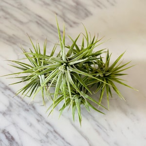 Space Dust Airplant - Tillandsia Ionantha - Airplant Collection - Available in Multiple Quantities