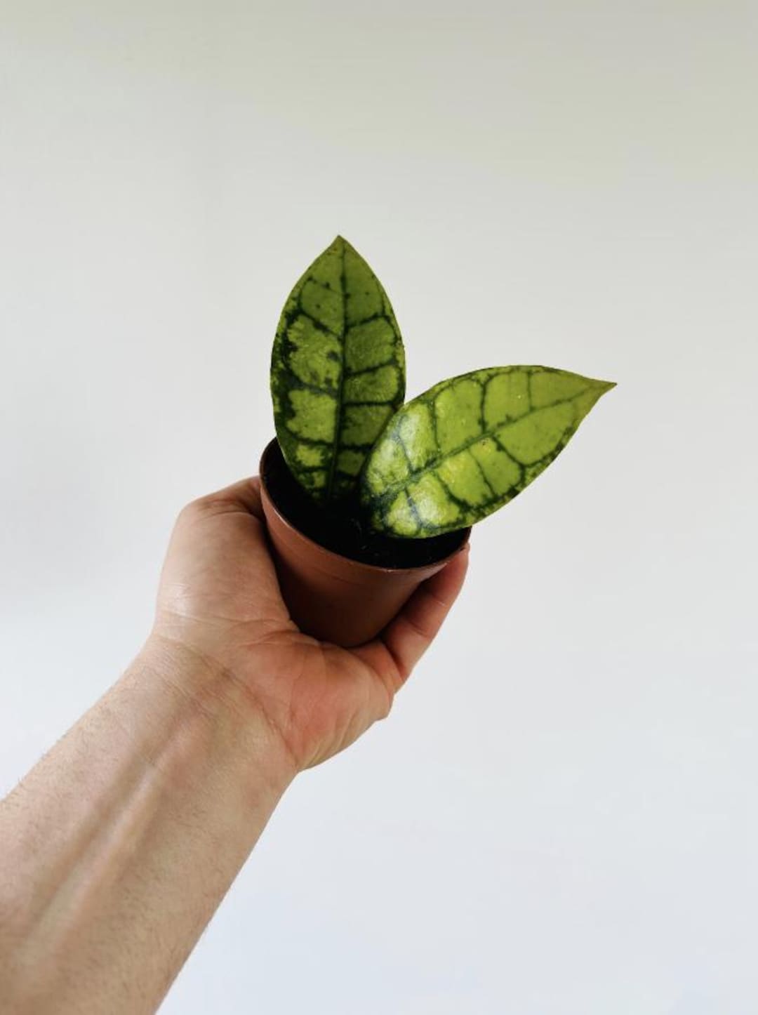 il_1080xN.6236176746_h1us.jpg